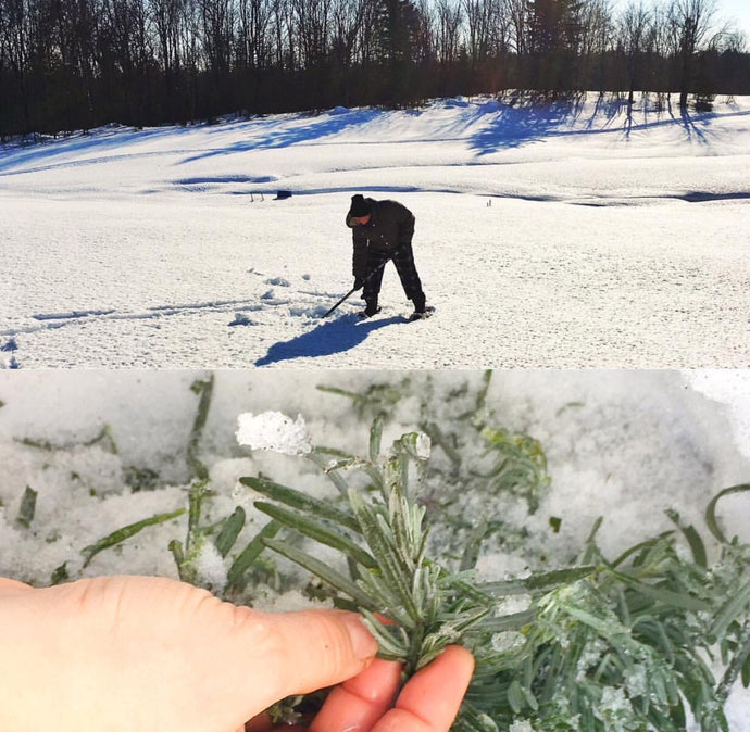 How To Protect Lavender in The Snow