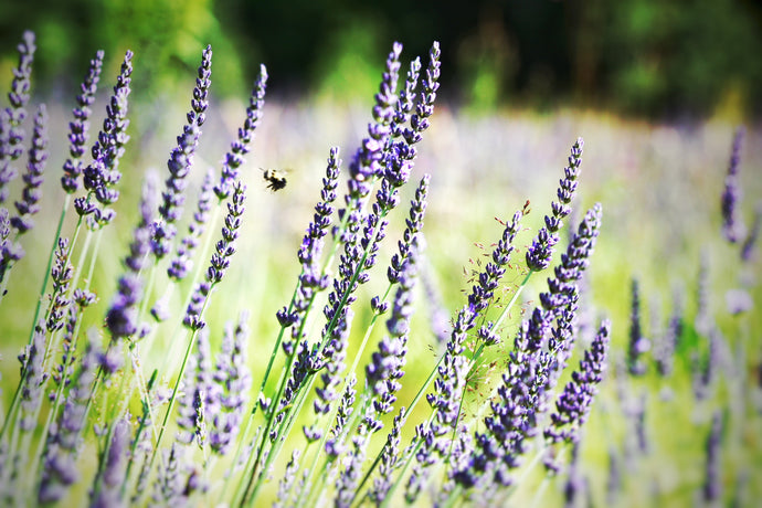 How To Plant Lavender For Success